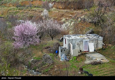 بهار دل انگیز کردستان