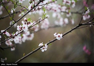 بهار دل انگیز کردستان