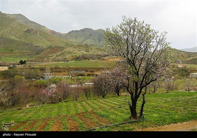 بهار دل انگیز کردستان