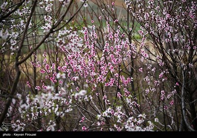 بهار دل انگیز کردستان