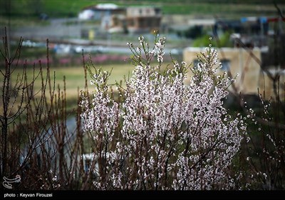 بهار دل انگیز کردستان