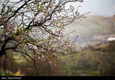 بهار دل انگیز کردستان