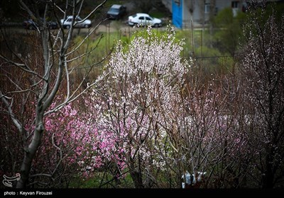 بهار دل انگیز کردستان