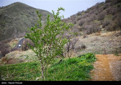 بهار دل انگیز کردستان