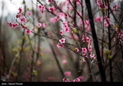 بهار دل انگیز کردستان