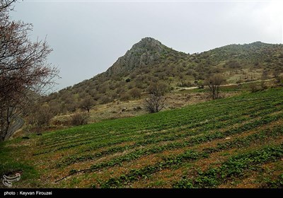 بهار دل انگیز کردستان