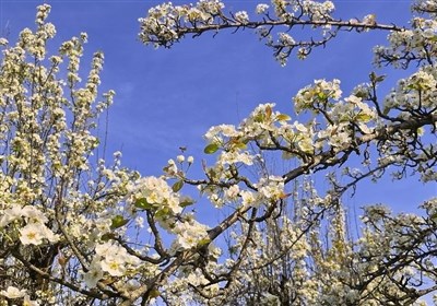 طبیعت بهاری در باغات گلابی گیلان