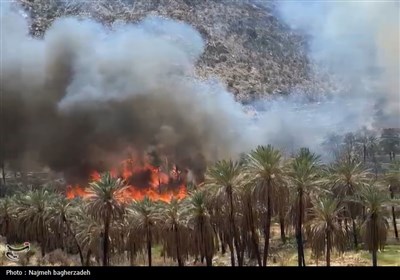 آتش سوزی باغات شمال هرمزگان