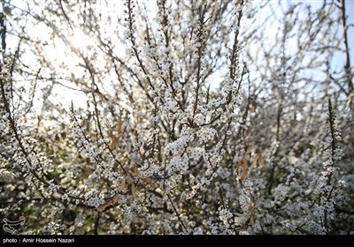 شکوفه های بهاری باغستان های قزوین