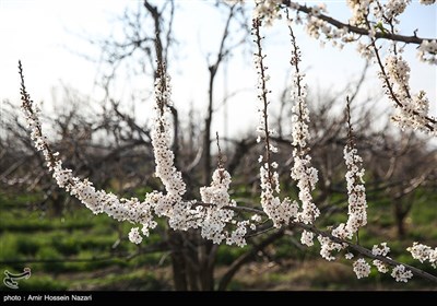 شکوفه های بهاری باغستان های قزوین