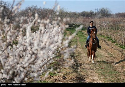 شکوفه های بهاری باغستان های قزوین