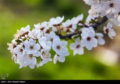 شکوفه های بهاری باغستان های قزوین
