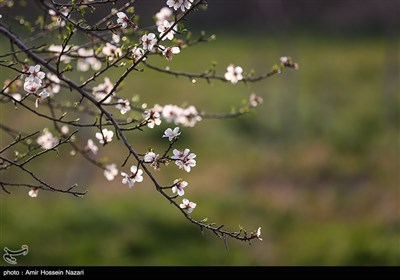 شکوفه های بهاری باغستان های قزوین