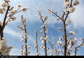 شکوفه های بهاری باغستان های قزوین