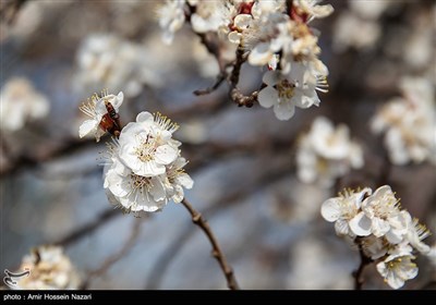 شکوفه های بهاری باغستان های قزوین