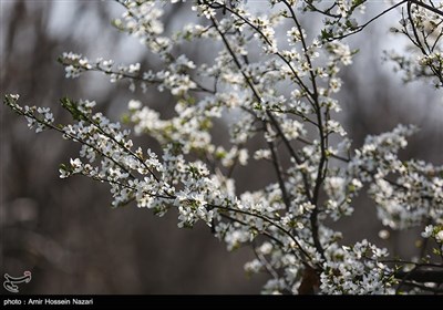 شکوفه های بهاری باغستان های قزوین