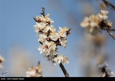 شکوفه های بهاری باغستان های قزوین