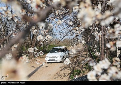 شکوفه های بهاری باغستان های قزوین