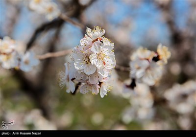 شکوفه های بهاری باغستان های قزوین