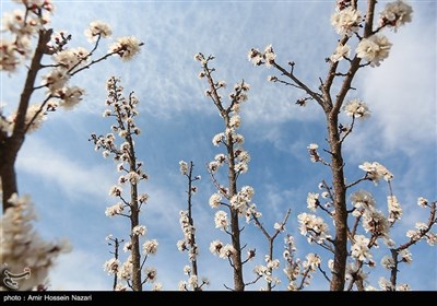Весенняя природа Ирана - Казвин