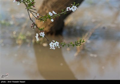 Весенняя природа Ирана - Казвин