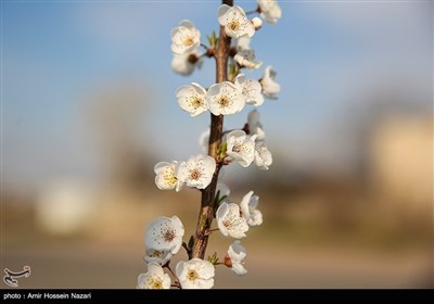 Весенняя природа Ирана - Казвин
