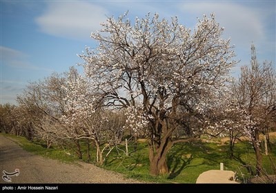 Весенняя природа Ирана - Казвин