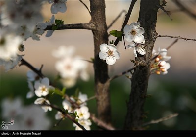 Весенняя природа Ирана - Казвин