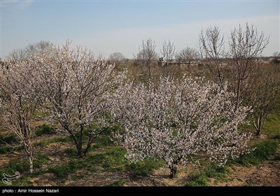 Весенняя природа Ирана - Казвин