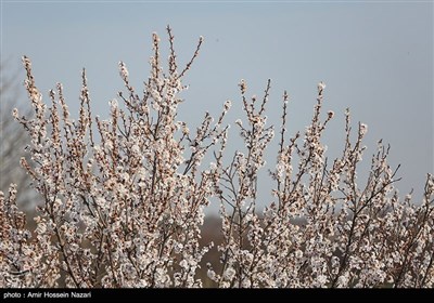 Весенняя природа Ирана - Казвин