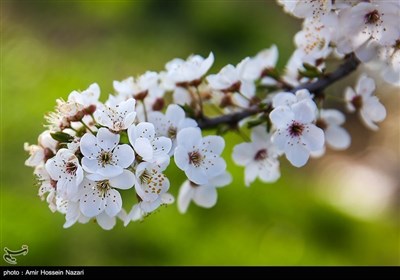 Весенняя природа Ирана - Казвин