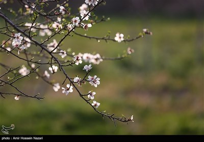 Весенняя природа Ирана - Казвин