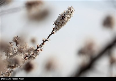 Весенняя природа Ирана - Казвин