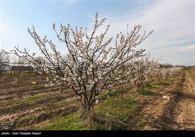 Весенняя природа Ирана - Казвин