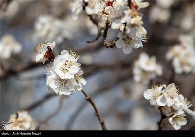 Весенняя природа Ирана - Казвин