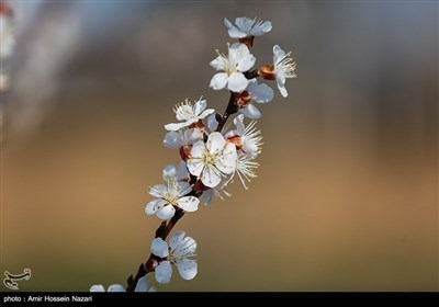 Весенняя природа Ирана - Казвин