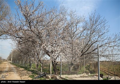 Весенняя природа Ирана - Казвин