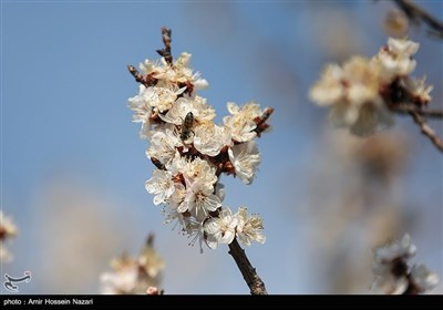 Весенняя природа Ирана - Казвин