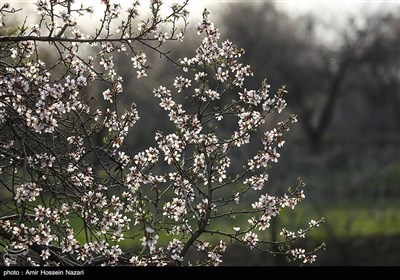 Весенняя природа Ирана - Казвин