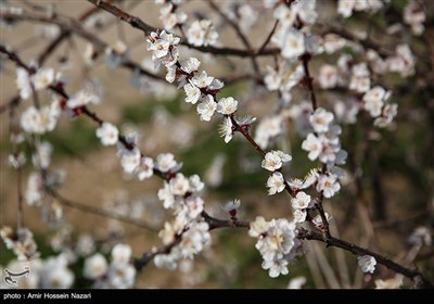 Весенняя природа Ирана - Казвин
