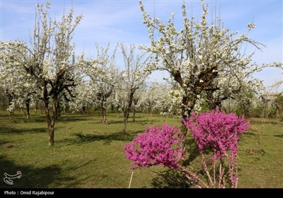  شکوفه‌های بهاری درختان گلابی 
