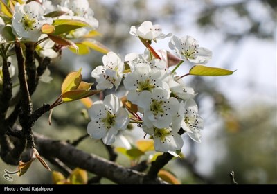  شکوفه‌های بهاری درختان گلابی 
