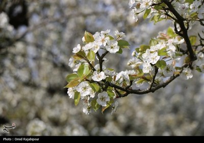  شکوفه‌های بهاری درختان گلابی 