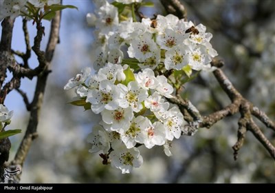  شکوفه‌های بهاری درختان گلابی 