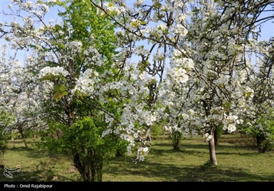  شکوفه‌های بهاری درختان گلابی 
