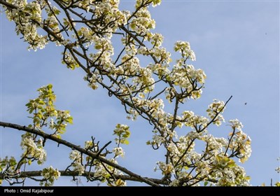  شکوفه‌های بهاری درختان گلابی 