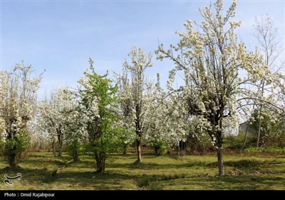  شکوفه‌های بهاری درختان گلابی 