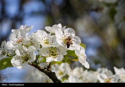  شکوفه‌های بهاری درختان گلابی 