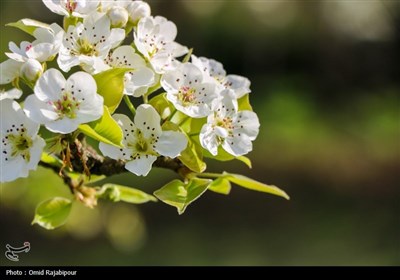  شکوفه‌های بهاری درختان گلابی 