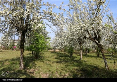  شکوفه‌های بهاری درختان گلابی 